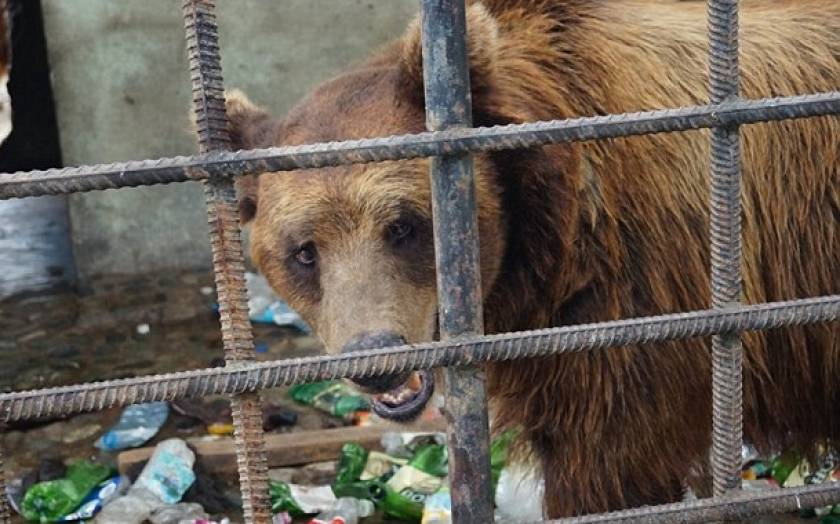 «Πότιζαν» τις αρκούδες αλκοόλ για να διασκεδάζουν θαμώνες εστιατορίου (vid & pics)