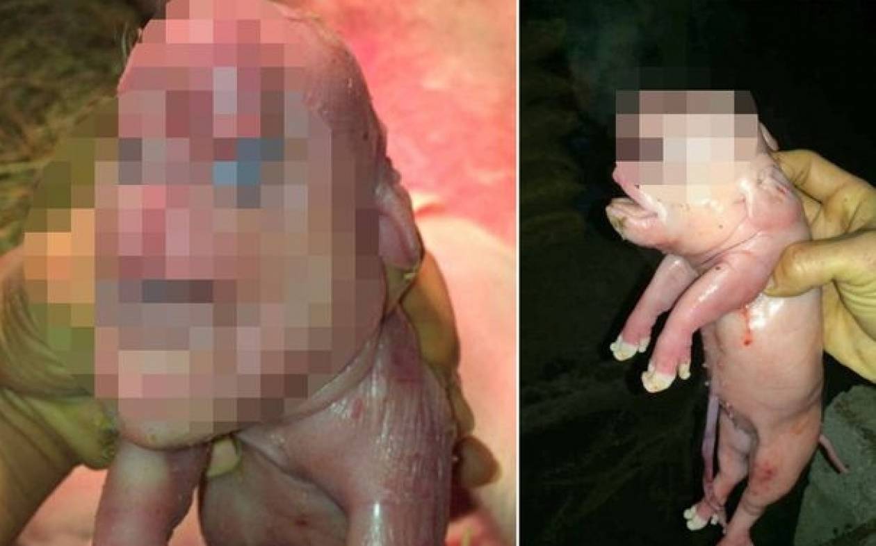 Κίνα: Γουρουνάκι με ανθρώπινο πρόσωπο και πέος στο μέτωπο! (photos)