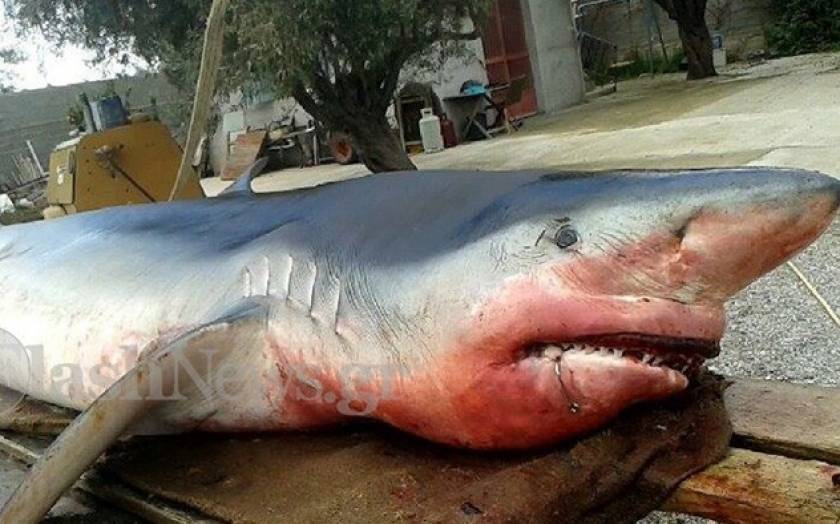 Mέγαρα: Γαλάζιος καρχαρίας βγήκε στα ρηχά (photos)