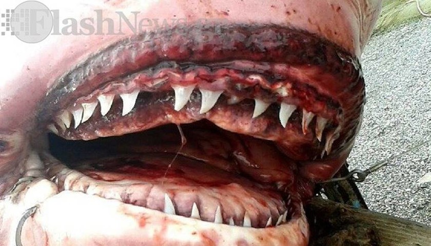 Mέγαρα: Λευκός καρχαρίας βγήκε στα ρηχά (photos)