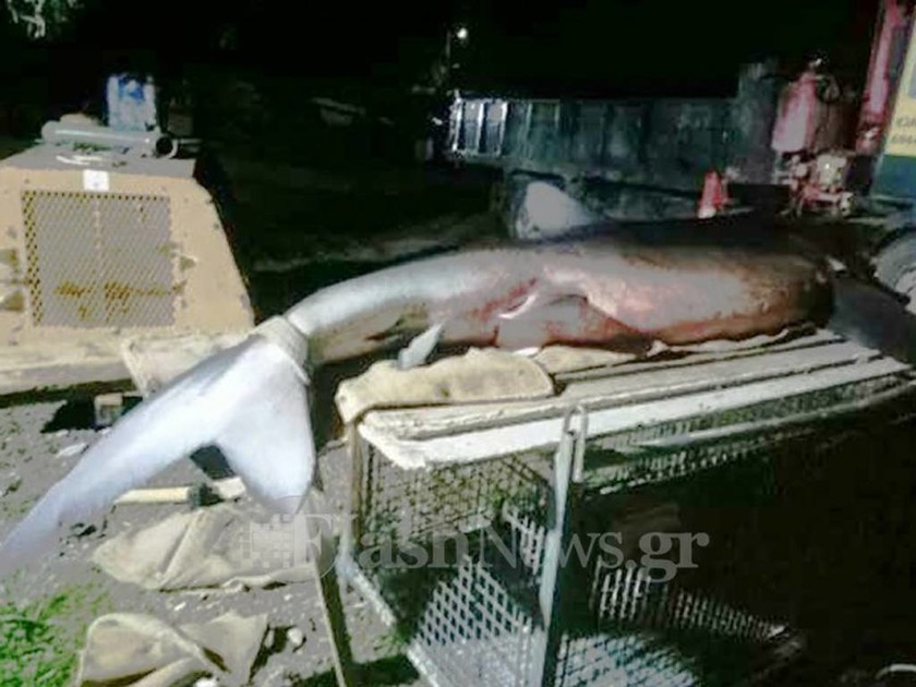 Mέγαρα: Λευκός καρχαρίας βγήκε στα ρηχά (photos)