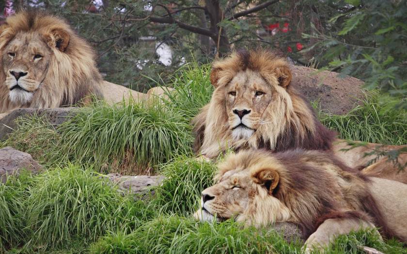 Σεούλ: Νεκρός υπάλληλος σε ζωολογικό κήπο έπειτα από επίθεση λιονταριών