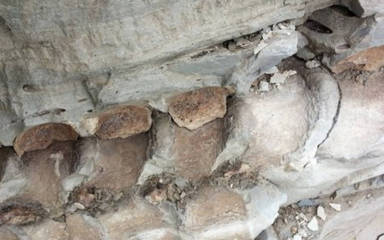 Βουλγαρία: Ανακαλύφθηκαν απολιθώματα προϊστορικής φάλαινας στη Βάρνα
