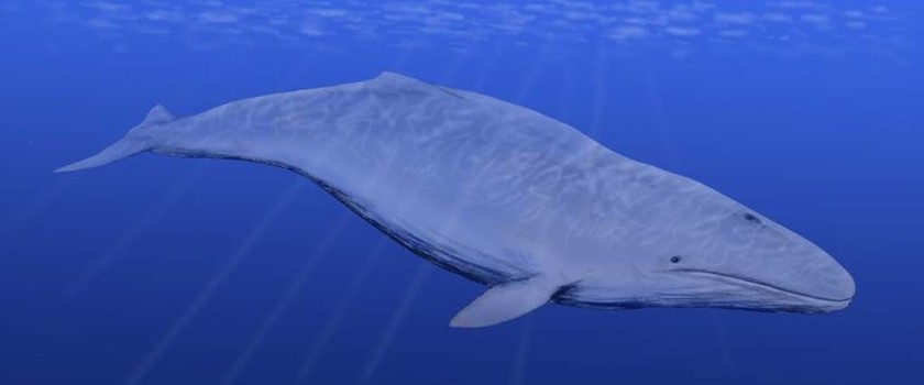Βουλγαρία: Ανακαλύφθηκαν απολιθώματα προϊστορικής φάλαινας στη Βάρνα