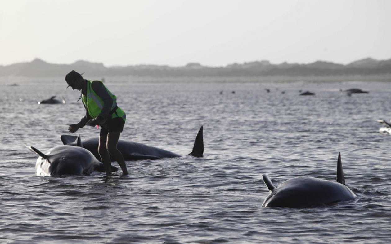 Νέα Ζηλανδία: Τεράστια επιχείρηση για τη διάσωση φαλαινών (video)