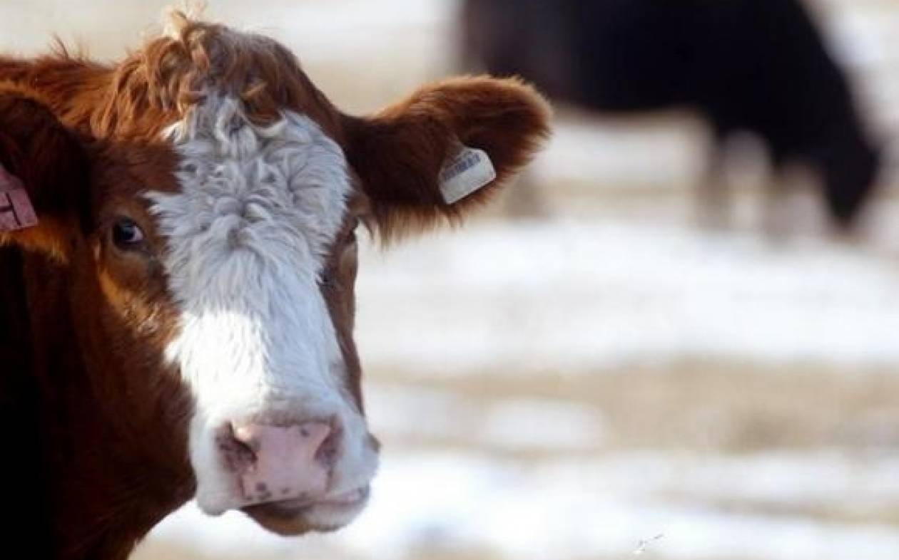 Καναδάς: Πρώτο κρούσμα της νόσου των "τρελών αγελάδων" μετά το 2011