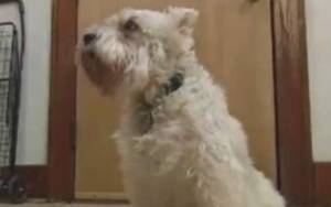 Σκύλος το σκάει για να επισκεφθεί στο νοσοκομείο την κυρά του (video)