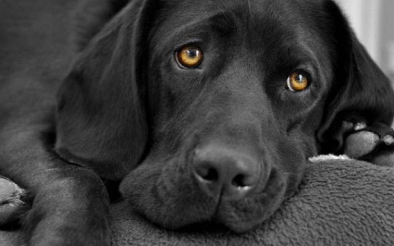 Οι σκύλοι καταλαβαίνουν τη χαρά και τη λύπη σου