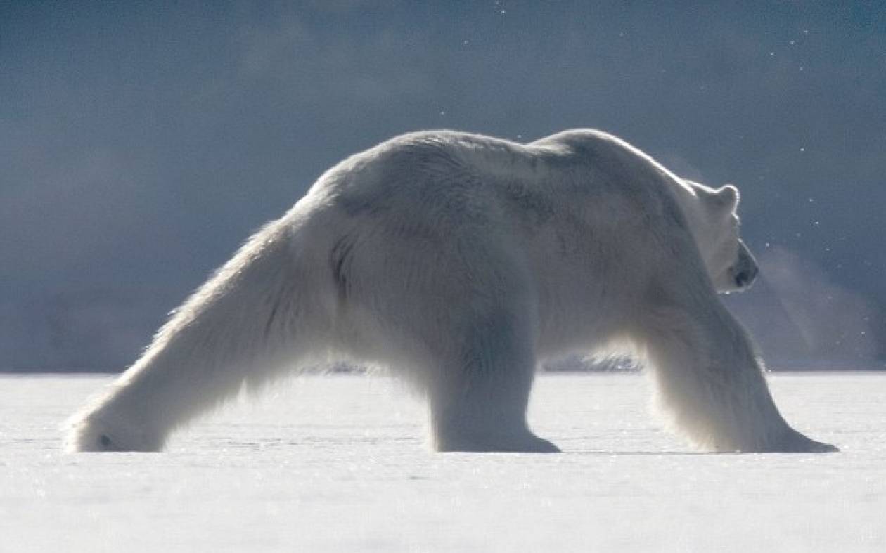 Το αβέβαιο βήμα της πολικής αρκούδας (video)