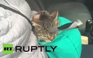 Είναι επτάψυχες: Γάτα επέζησε με μαχαίρι καρφωμένο στο κεφάλι της (video)