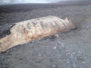 Κρήτη: Μυστηριώδες πλάσμα ξέβρασε η θάλασσα (photos)