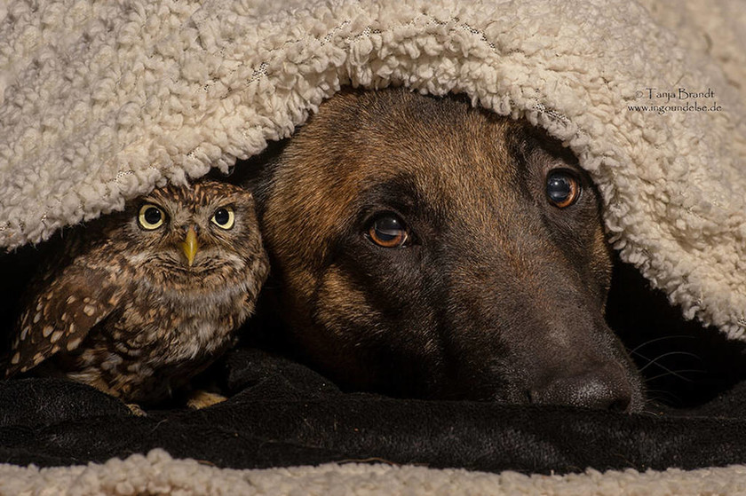 Ένας σκύλος και μια κουκουβάγια, φιλία κολάζ  (photos)