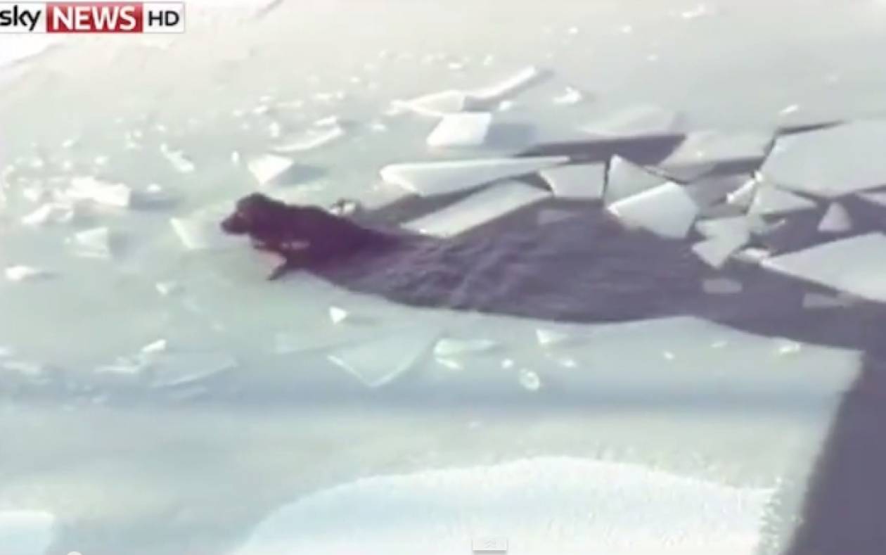 Δραματική διάσωση σκύλου από παγωμένη λίμνη (video)