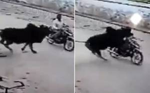 Μοτοσικλετιστής εν κινήσει δέχεται επίθεση από… ταύρο (video)