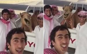 Καμήλα ξεκαρδίζεται στα γέλια με τους φίλους της! (video)