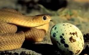 Μικροσκοπικό φίδι πασχίζει να φάει ένα μεγάλο αυγό (Video)