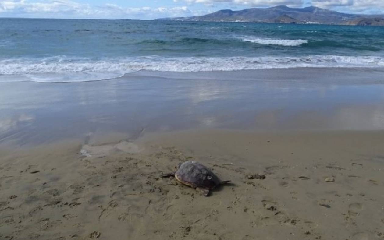 Νεκρή χελώνα σε παραλία της Νάξου (photos)
