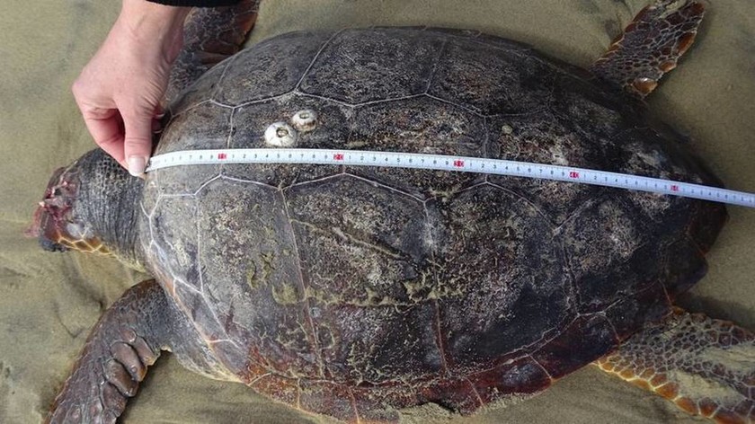 Νεκρή χελώνα στην παραλία της Νάξου (photos)