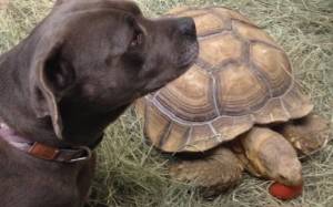 Γιατί κυνηγάει μια χελώνα ένα σκύλο; (Video)