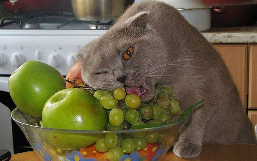 Σας αρέσουν τα φρούτα; Γάτες με άποψη (photos)