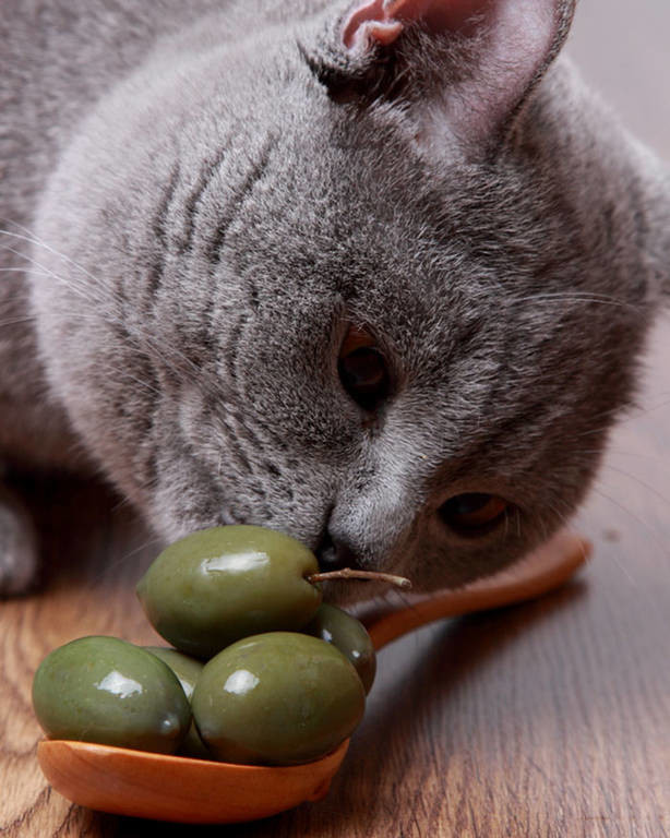 Σας αρέσουν τα φρούτα; Γάτες με άποψη (photos)