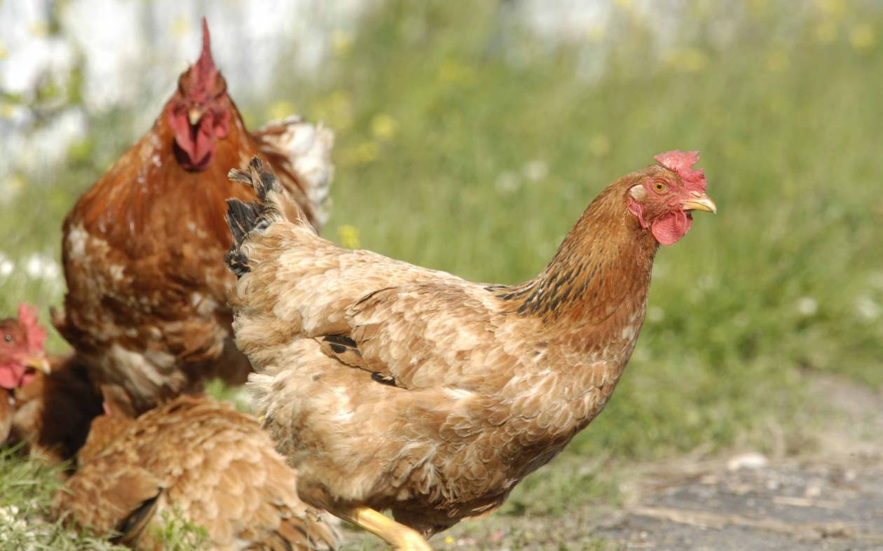 Πρωτοφανές: Κότα γέννησε αυγό με... φτερό! (Photo)