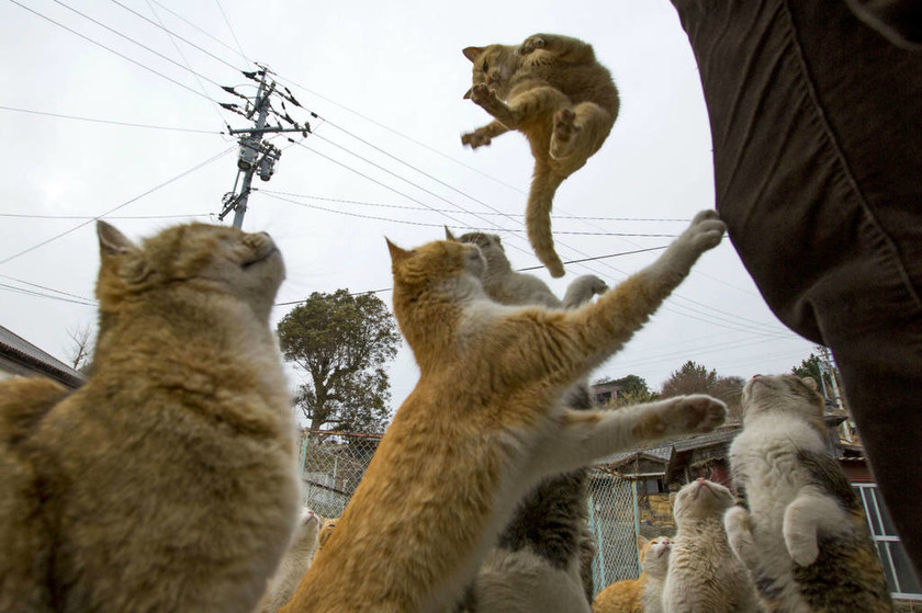 Ιαπωνία: Κατάληψη νησιού από… γάτες! (video & pics)