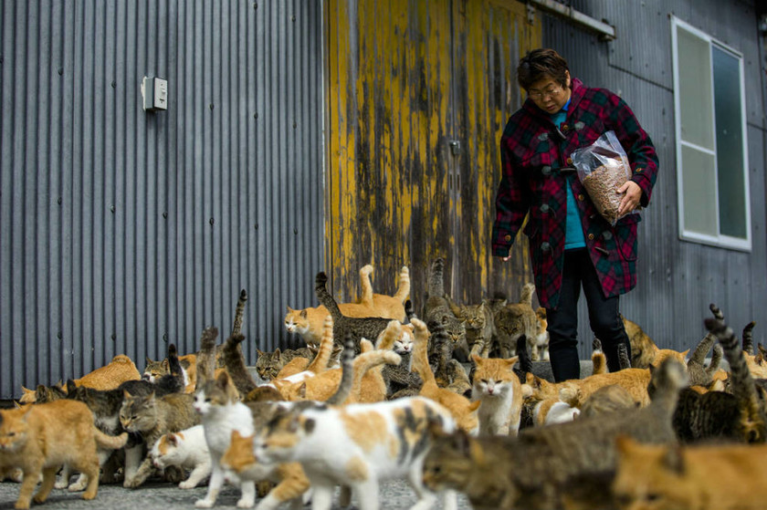 Ιαπωνία: Κατάληψη νησιού από… γάτες! (video & pics)