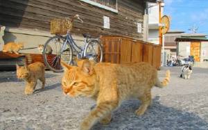 Ιαπωνία: Θα σας πικράνουμε αλλά υπάρχουν 11 νησιά με γάτες