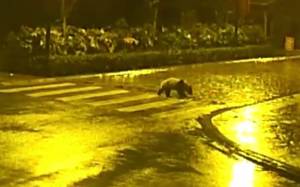 Κίνα: Μοναχικό panda πήρε τους δρόμους (video)