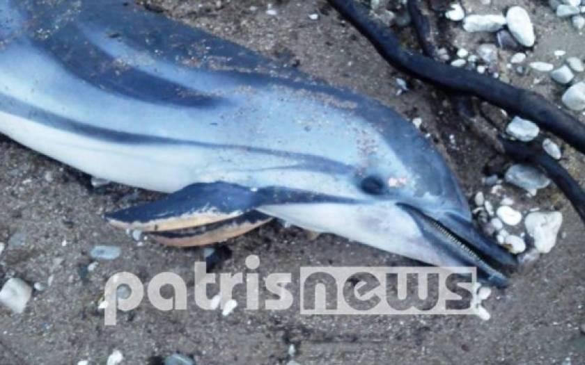Νεκρό δελφίνι σε παραλία της Ηλείας