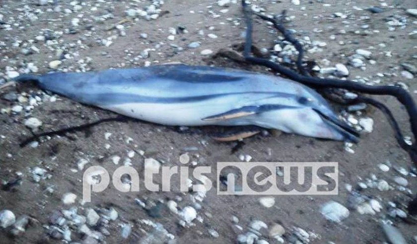 Νεκρό δελφίνι σε παραλία της Ηλείας 