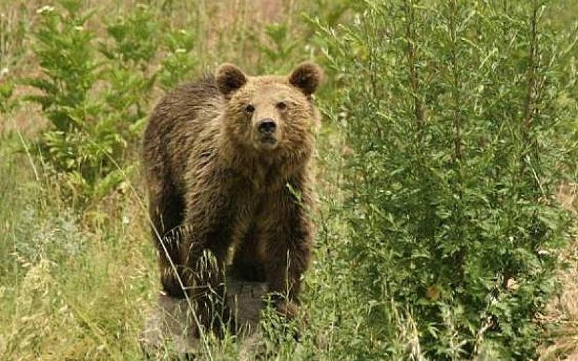 Αρκούδα εισέβαλε σε νεκροταφείο στο Μέτσοβο