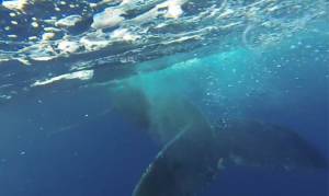 Άνθρωπος vs φάλαινας σημειώσατε... Χ (video)