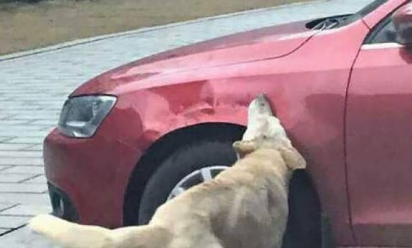Οδηγός κλώτσησε σκύλο και το τετράποδο έφερε... την παρέα του! (photos)