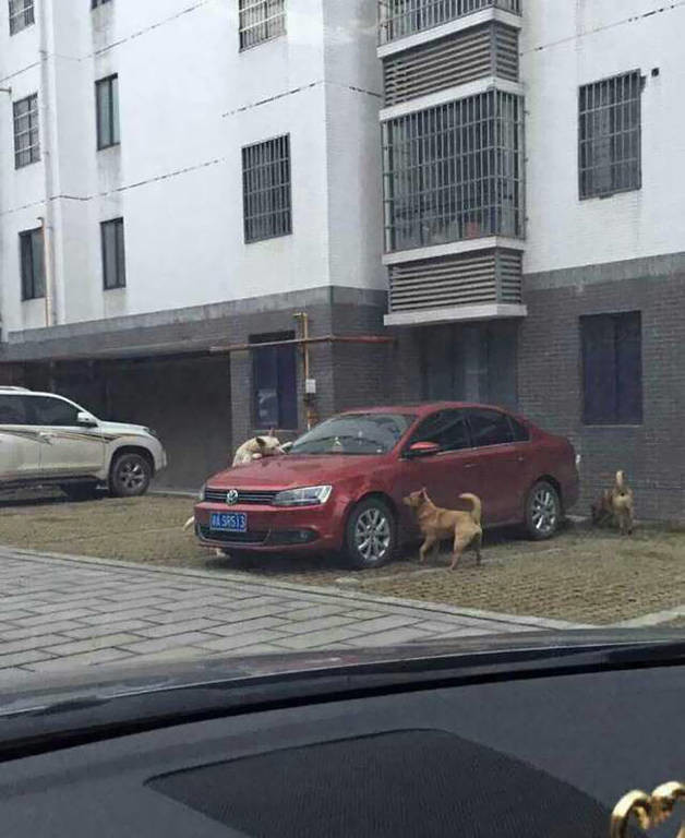 Οδηγός κλώτσησε σκύλο και το τετράποδο έφερε... την παρέα του! (photos)