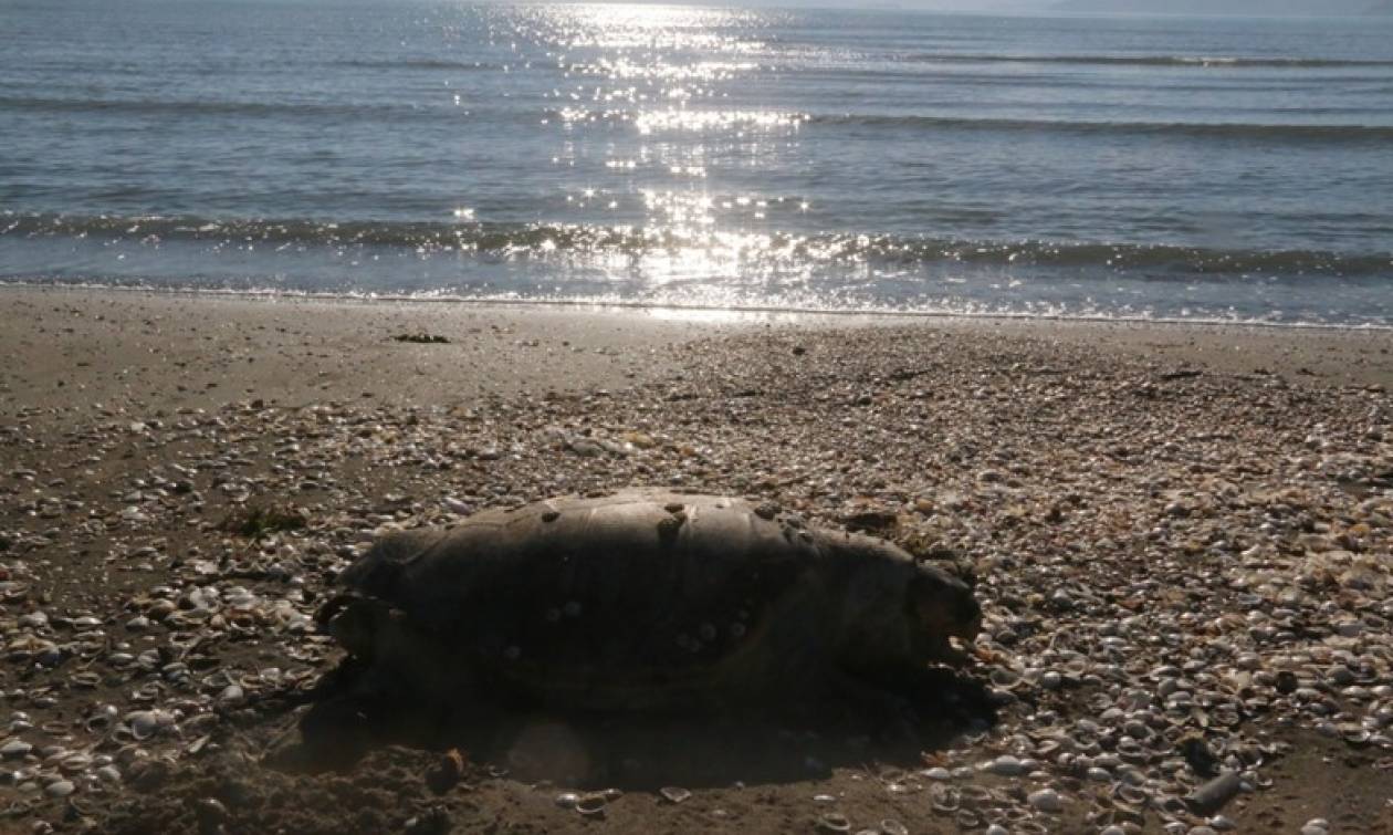 Νεκρές βρέθηκαν τρεις χελώνες Καρέτα Καρέτα μέσα σε μια ημέρα