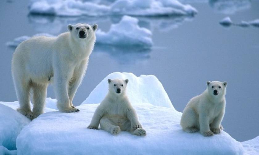 Νορβηγία: Προσέξτε τις πολικές αρκούδες την ώρα της έκλειψης