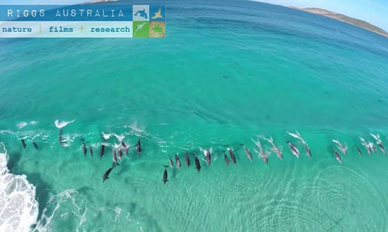 Δελφίνια… σερφάρουν πάνω στα κύματα (Video)