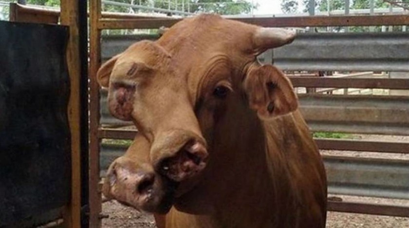 Δείτε την αγελάδα με τα δύο κεφάλια! (photos)
