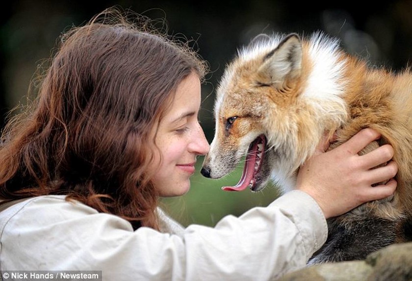 Η αλεπού που νομίζει πως είναι… σκύλος! (video & photos) 