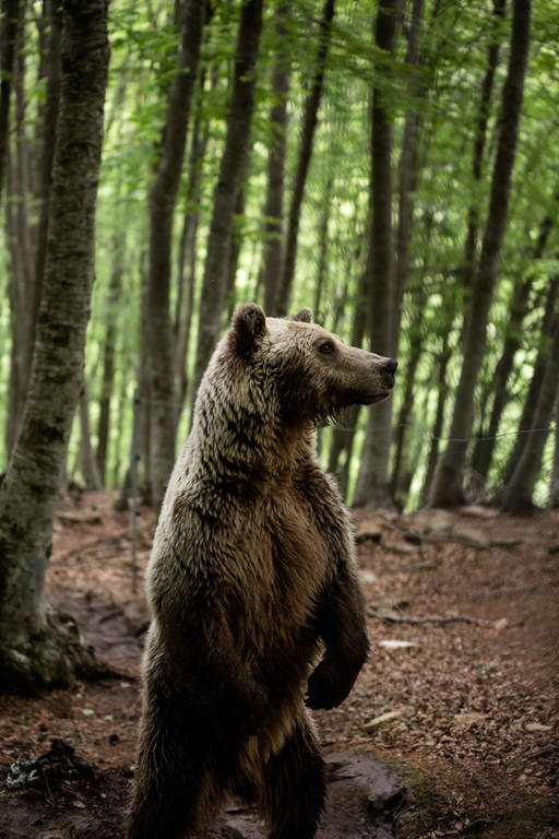 Ο ερχομός της Άνοιξης «ξυπνάει» τις αρκούδες