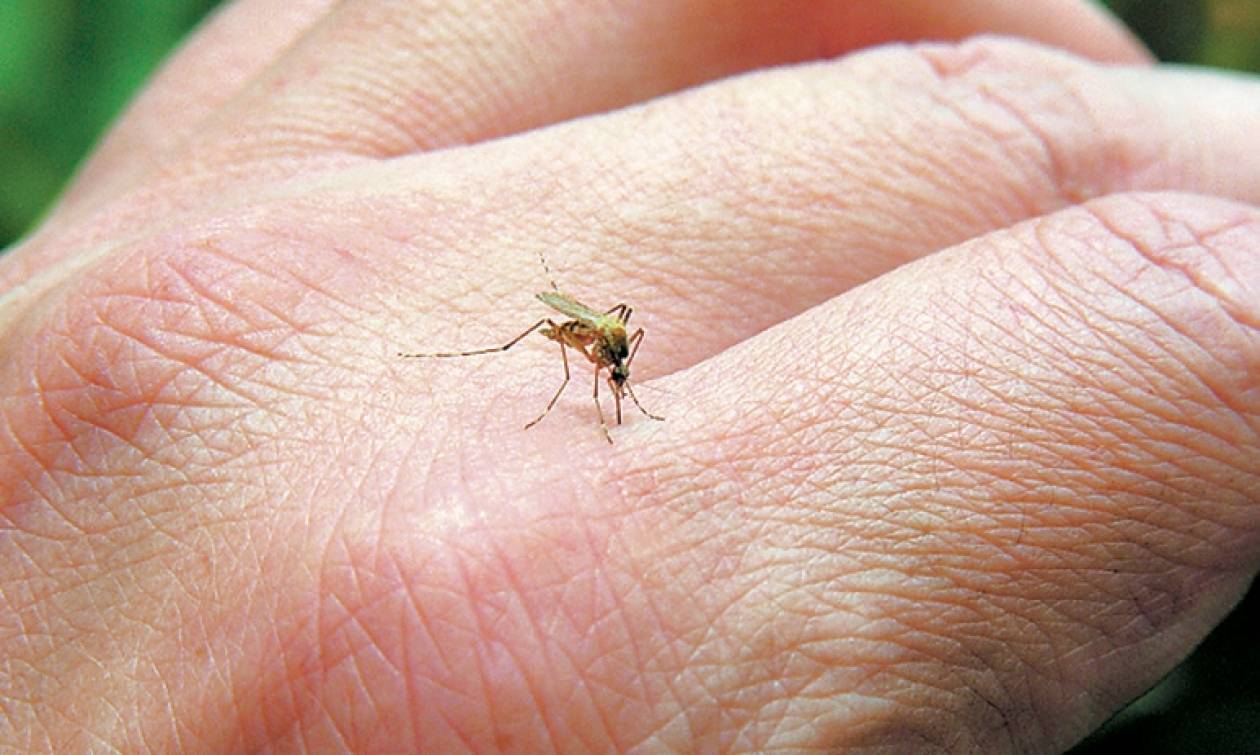 Η Περιφέρεια Αττικής θα ξεκινήσει τους ψεκασμούς για τα κουνούπια