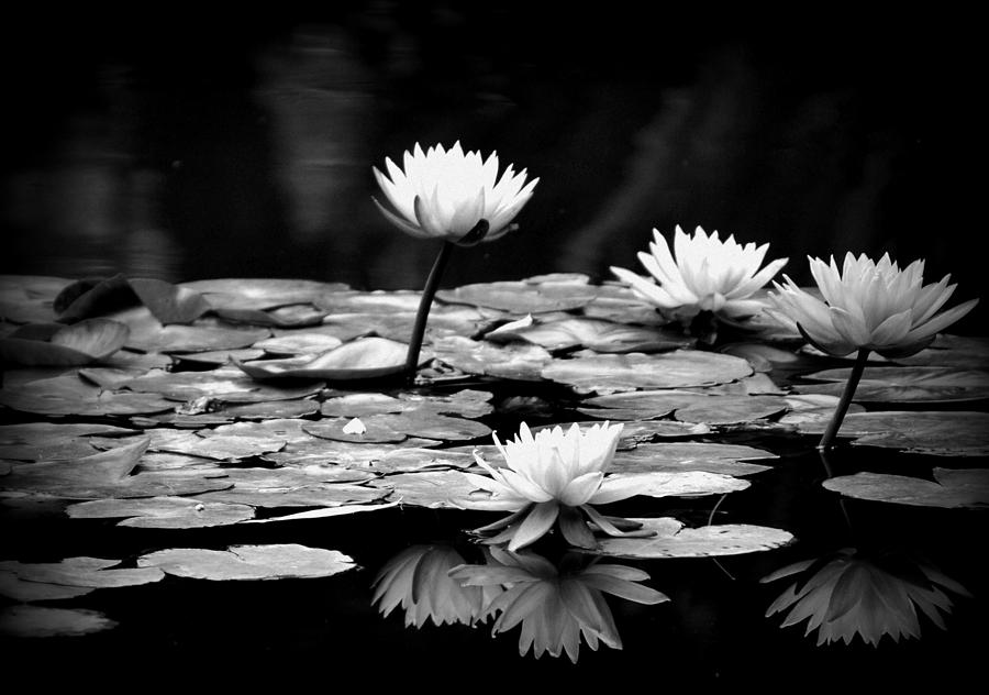 black and white water lily jose medina