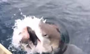 Νέα Ζηλανδία: Καρχαρίας τούς έκλεψε την ψαριά της ζωής τους! (video)
