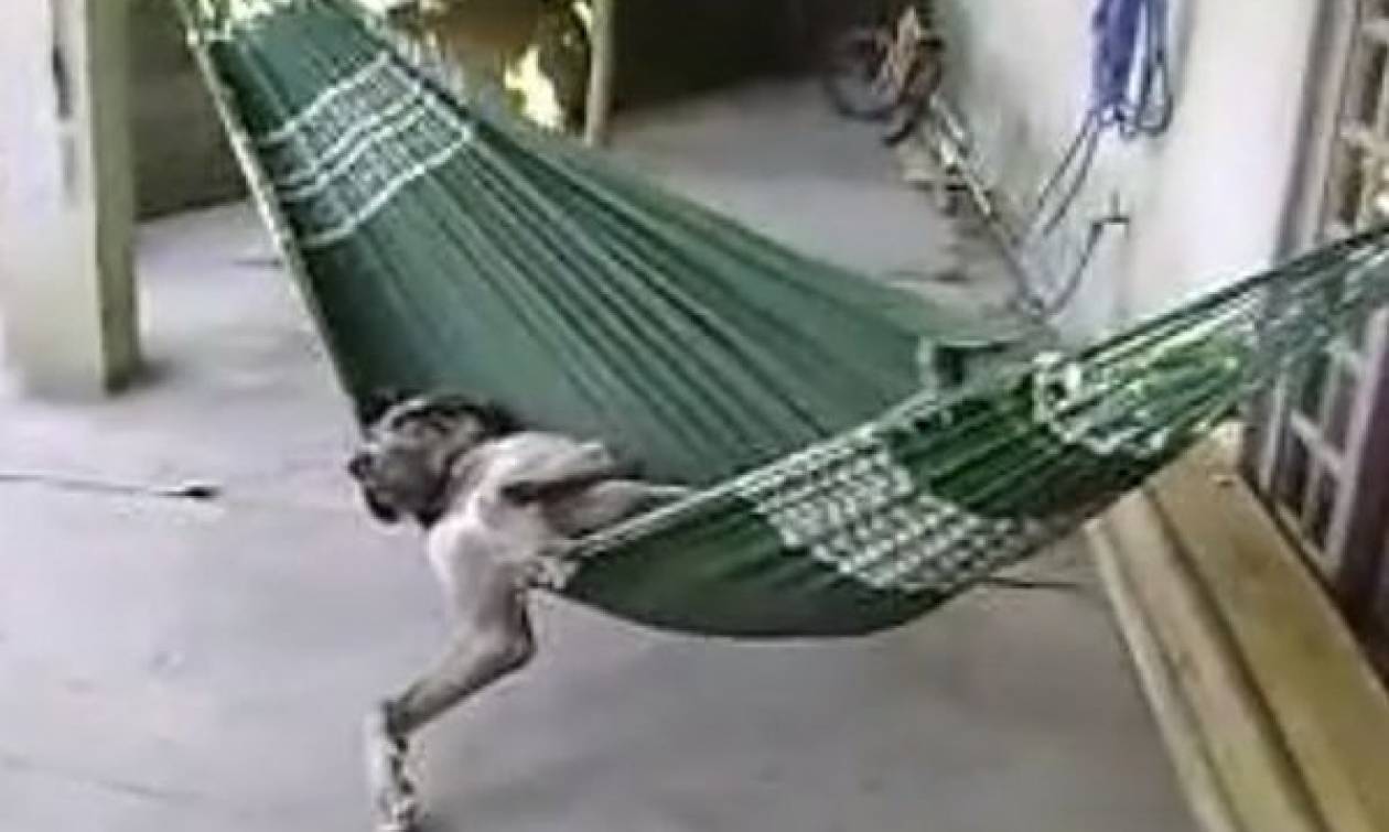 Αυτός είναι ο  πιο… αραχτός σκύλος του πλανήτη! (video)