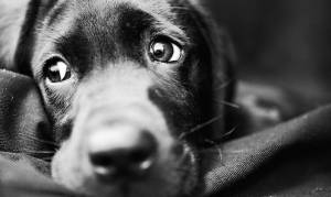 Bρετανία: Και οι σκύλοι έχουν κατάθλιψη