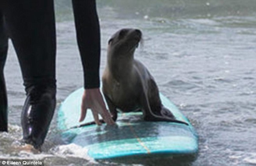 Surf παρέα με μια μικρή φώκια (photos)