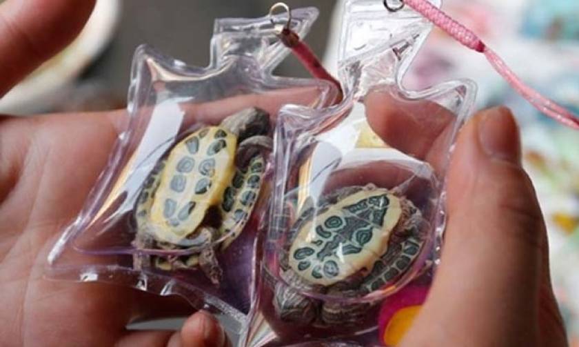 Κίνα: Ζωάκια πωλούνται σε πλαστικές θήκες για μπρελόκ - Διαμαρτύρονται οι φιλοζωικές!
