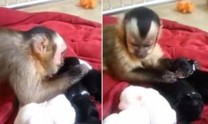 Το πιο γλυκό βίντεο της ημέρας: Μαϊμού χαϊδεύει... κουταβάκια!
